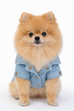Daddy's Princess Denim Jacket